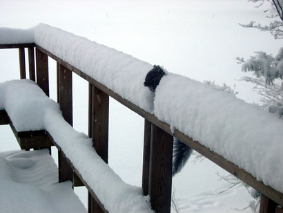 snow squirrel